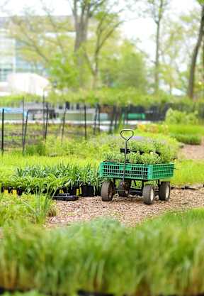 A green wagon is in the middle of a garden. at The Grindstone Apartments, Waterdown, ON, L0R 2H0