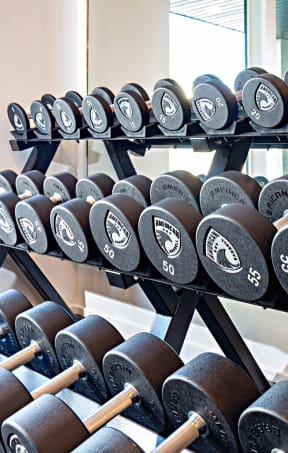 a rack of dumbbells in a gym