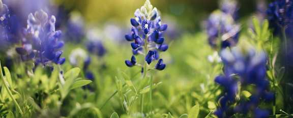 A field of blue flowers with the sun shining through.