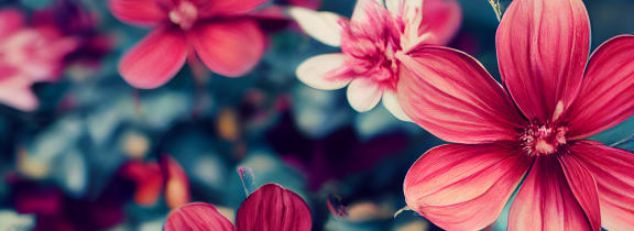 the meaning and symbolism of the word ``flowers'' at The Crest at South Point Apartments, McDonough, 30253