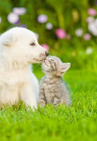 Two dogs playing in an open field
