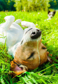 Dog relaxing