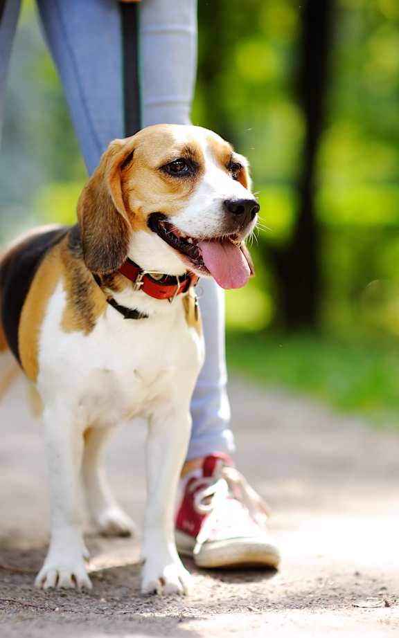 A beagle dog is standing on a path with its tongue out, and a person is walking beside it.