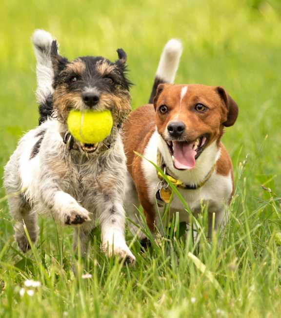 Two dogs playing with a ball in a grassy field. at Kings Gate West Apartments, Camillus 13031