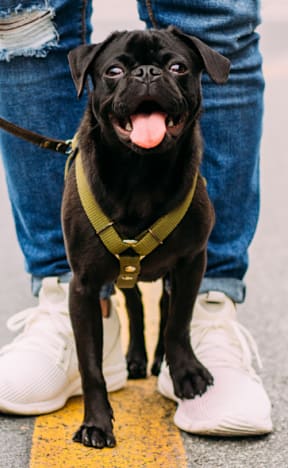 a black dog on a leash with its tongue hanging out