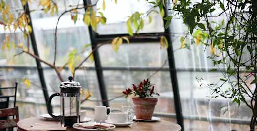 A french press and coffee mug sitting on a table near slanted windows while it rains outside. The image is framed by hanging tree branches.
