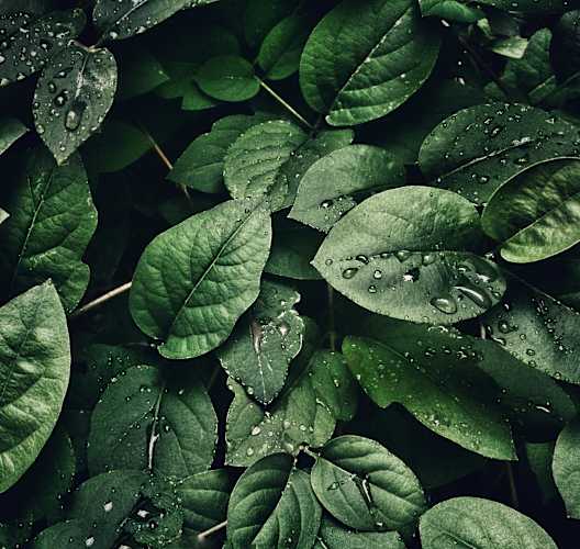 a close up of green leaves with raindrops on them