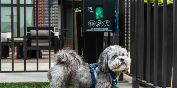 a small dog wearing a blue harness and leash standing on artificial grass