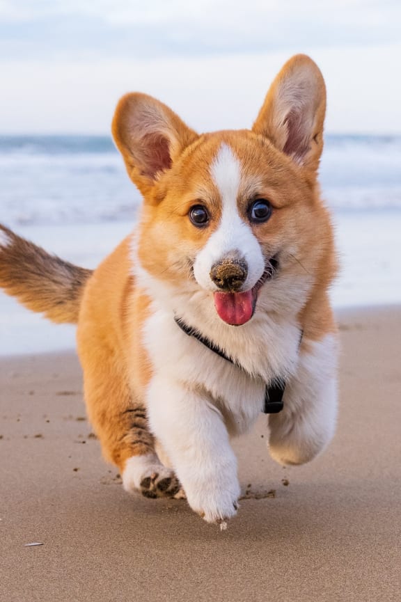 a dog running on the beach with the ocean in the background at The Port at East Beach Apartments and Marina, Norkfolk, VA
