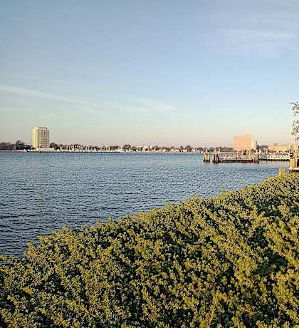 A tree stands next to a body of water with a city in the background.