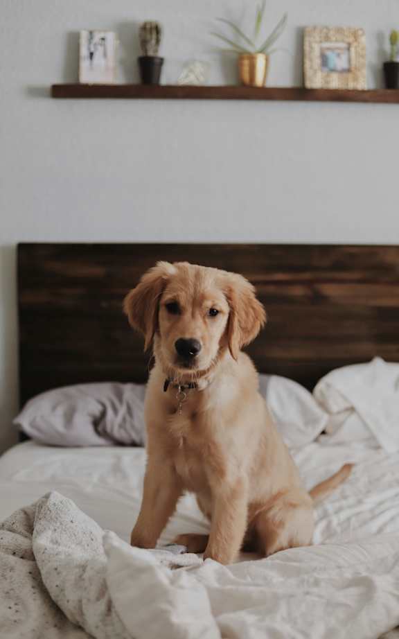 A golden retriever puppy is sitting on a bed.