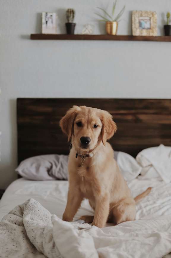 A golden retriever puppy is sitting on a bed.