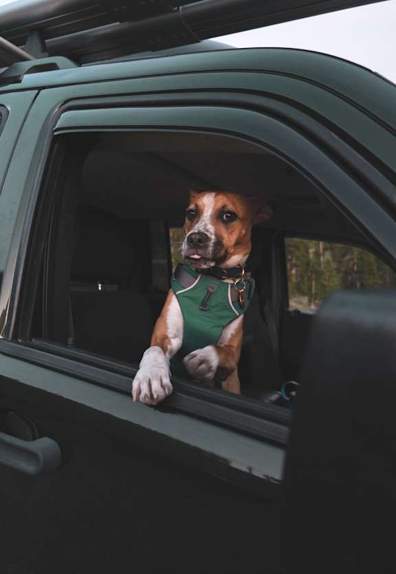 Dog Outside Window at Stone Cliff Apartments