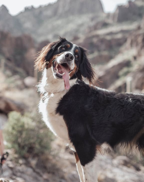 a black and white dog with its tongue out