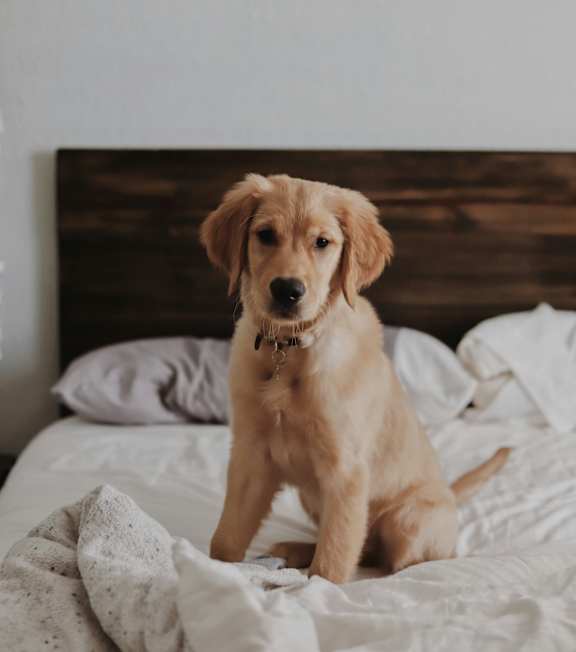 A golden retriever puppy is sitting on a bed.