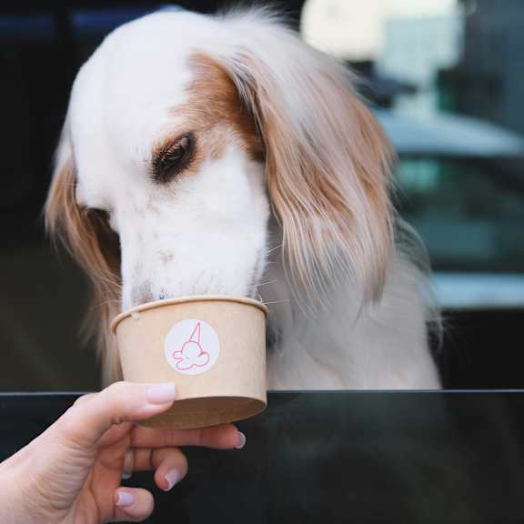 A dog is drinking from a cup held by a person.