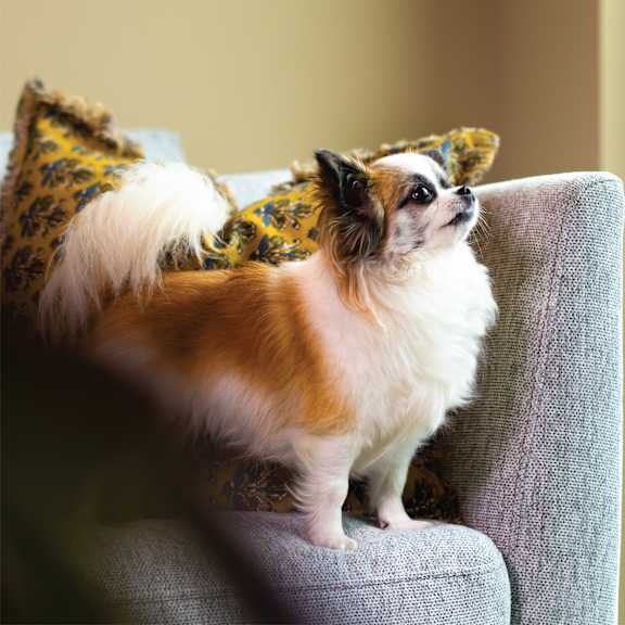 A small dog with a fluffy tail is standing on a chair.