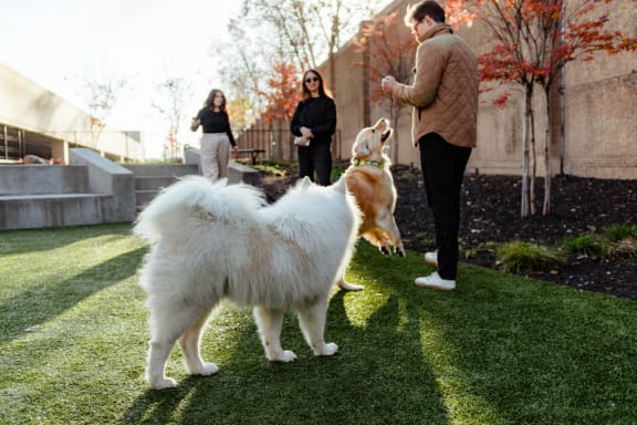 people playing with two dogs on a lawn