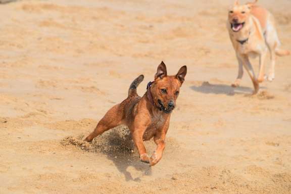 two dogs running in the sand