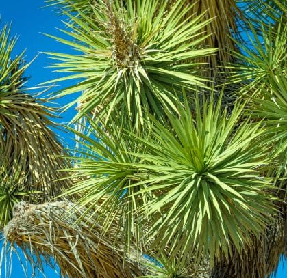 Trees
