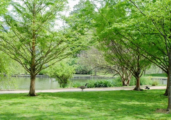 a goose standing in a park next to a lake at The Grove Brentwood in Nashville, TN