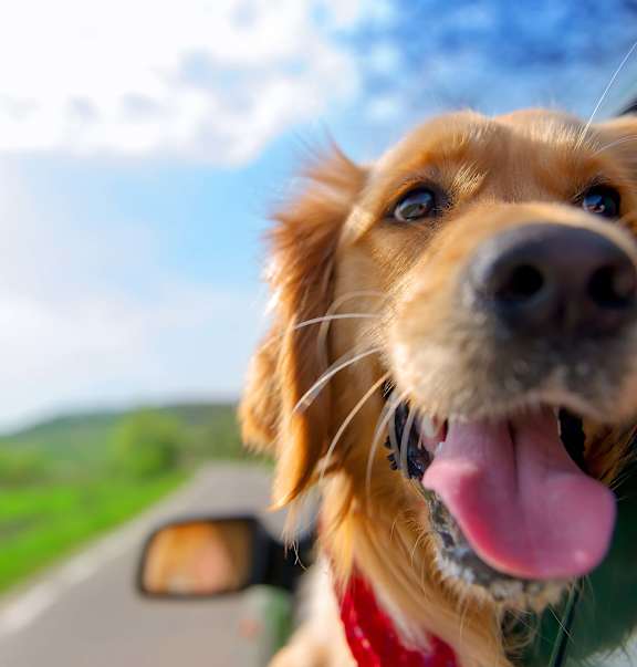 A dog sticks its head out of a car window.