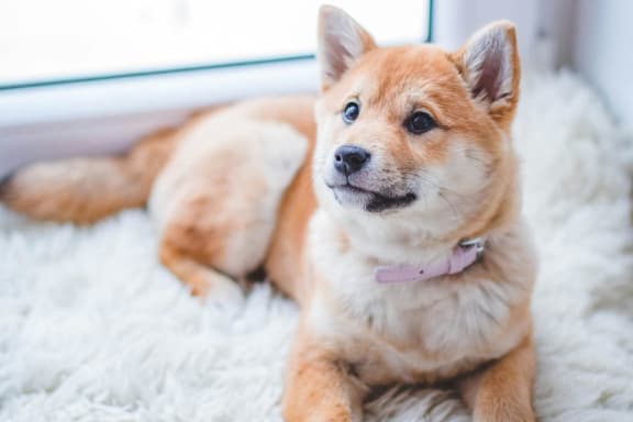 a brown and white dog laying on a rug next to a window