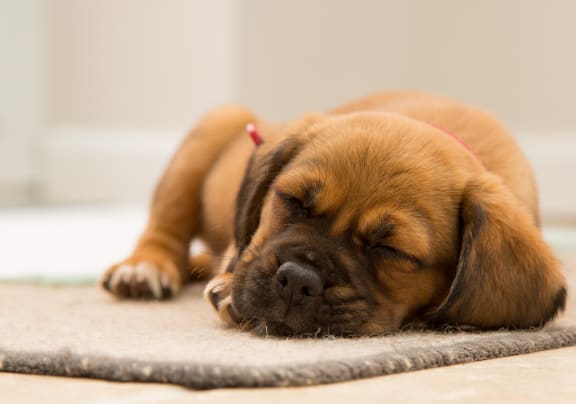 A small brown dog with a pink collar is sleeping on a rug at Aviator West 7th, Fort Worth