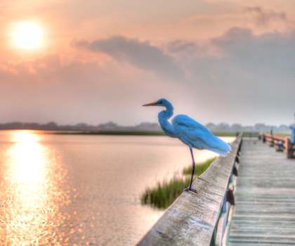 a bird on a dock with a sunset in the background