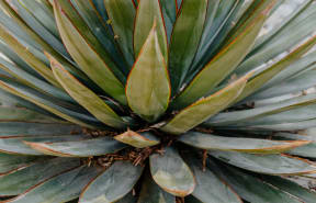 a large agave plant in a garden
