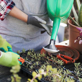 a woman tending to potted plants with a shovel