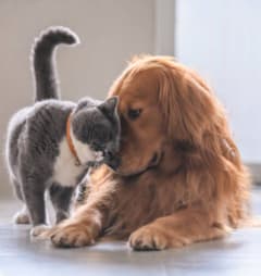 A grey cat and a golden retriever are interacting with each other.