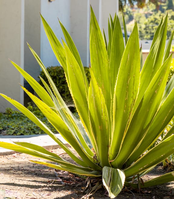 Live Plant at Heritage Park