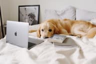 a dog laying on a bed next to a laptop and a book