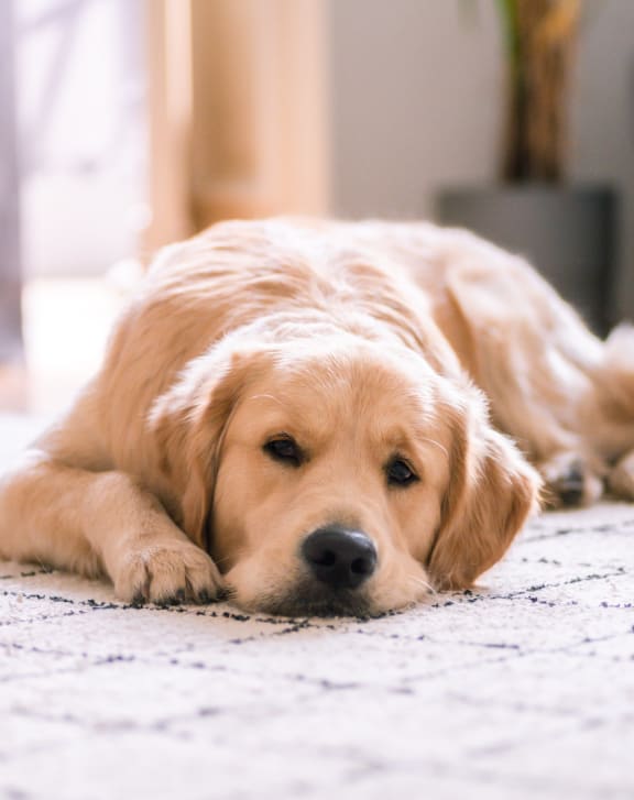 a dog laying on a carpet