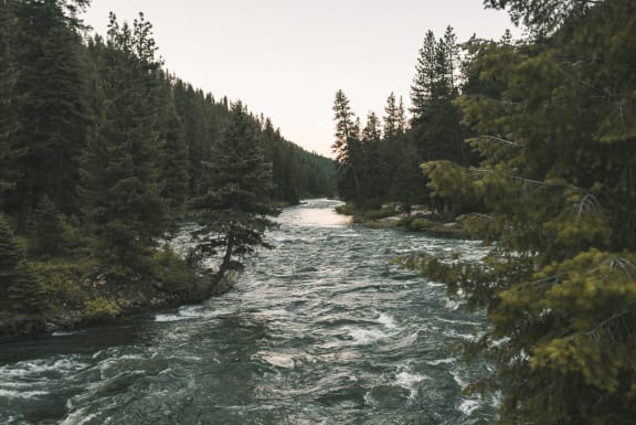 a river flowing through a forest next to trees