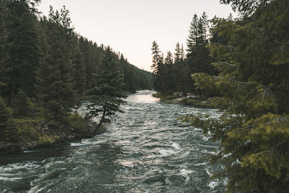 A river flows through a forest with trees on both sides.