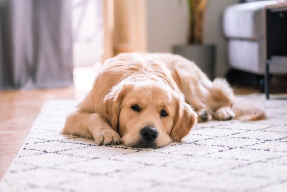 a dog laying on a rug in a living room