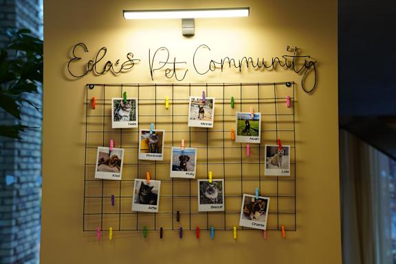 Eda pet friendly