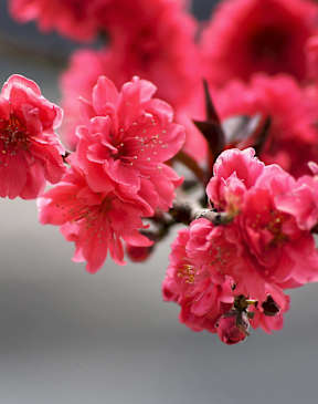 apple blossoms