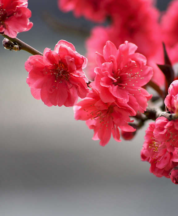apple blossoms