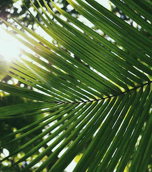 A close up of a palm leaf with the sun shining through it.