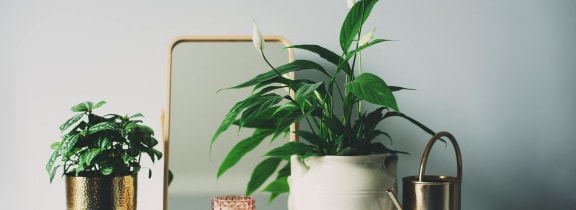 a white vase with a plant and a mirror on a table