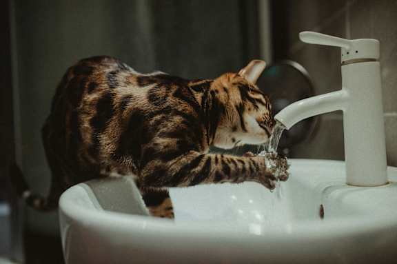 a cat drinking water from a bathroom sink
