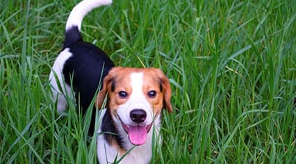 Pet Friendly Apartment Living at Salado Springs, Tempe, AZ