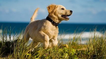 Pets Welcome at Renaissance Terrace, Long Beach, CA