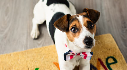 A small dog with a bow tie sitting on a doormat.