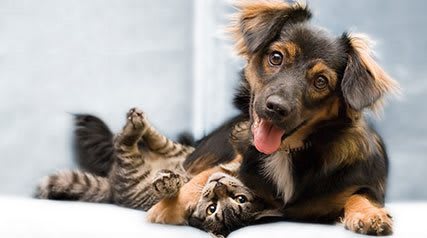 Dog and cat laying down