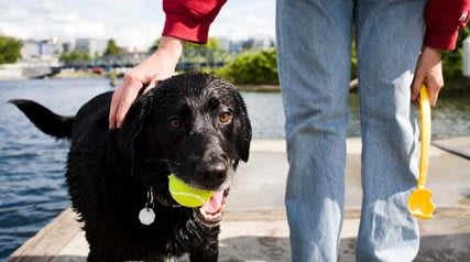 a dog with a tennis ball in its mouth
