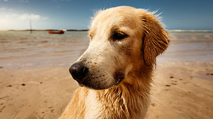 Pet Friendly Apartments at The Lofts at Carlsbad Village, Carlsbad California